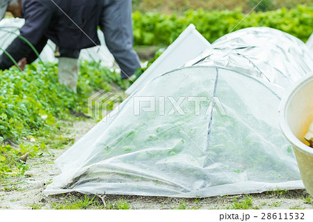 いろんな野菜　畑　農家　農業　TPP　野菜　冬　ベジタブル　葉 28611532