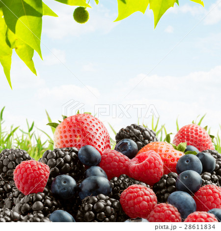 berries 28611834