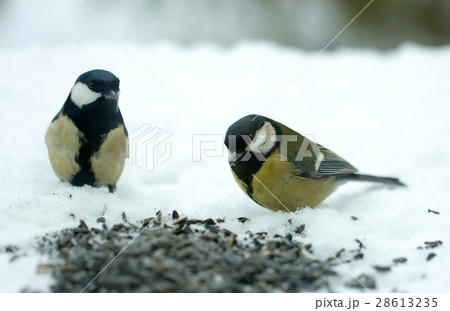 titmouse eats sunflower seeds on the snow in the 28613235