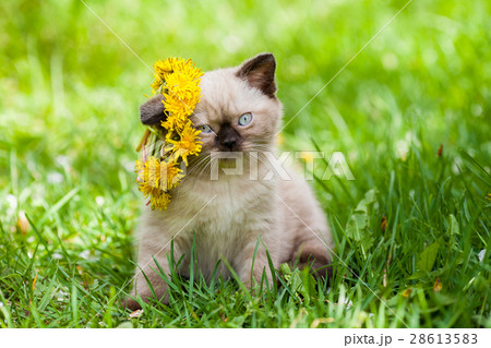 Cute little kitten crowned dandelion chaplet Cute little kitten crowned dandelion chaplet 28613583
