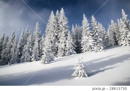 Snowy fir trees and blue sky 28613730