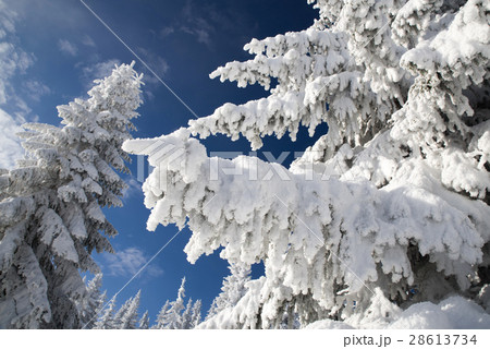 Snowy fir trees and blue sky 28613734