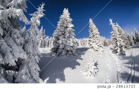 Snowy fir trees and blue sky Snowy fir trees and blue sky 28613735