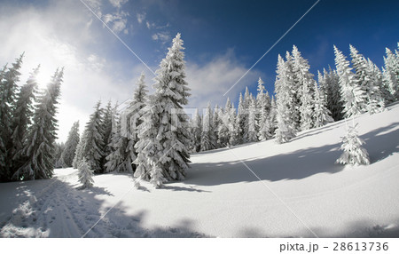Snowy fir trees and blue sky 28613736