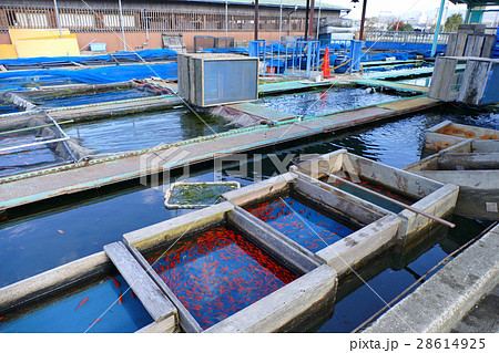 大和郡山 金魚 養殖池 大和郡山 金魚 養殖池 28614925
