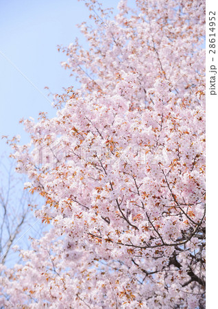 桜(空バック) 桜(空バック) 28614952