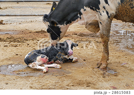 牛舎 牛の出産 28615083