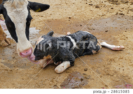 牛舎 牛の出産 28615085