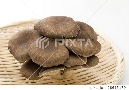 ひらたけ 28615179