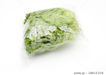 グリーンリーフ 28615339