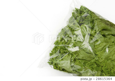 グリーンリーフ 28615364