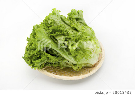 グリーンリーフ 28615435