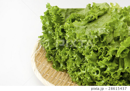 グリーンリーフ 28615437