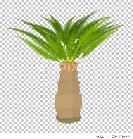 Cycas palm icon, cartoon style Cycas palm icon, cartoon style 28615679
