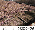 三浦海岸駅近辺の河津桜 28622426