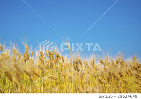 近江八幡の六条大麦 28624649