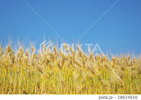 近江八幡の六条大麦 28624650