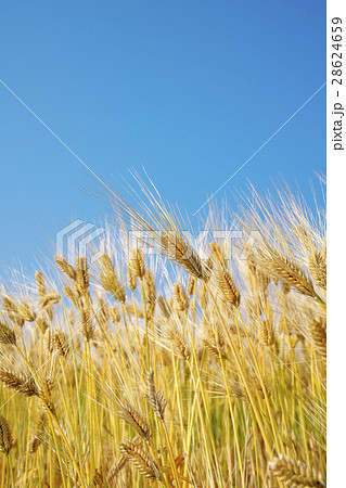 近江八幡の六条大麦 近江八幡の六条大麦 28624659