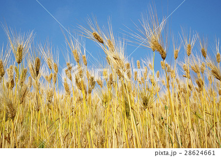 近江八幡の六条大麦 28624661