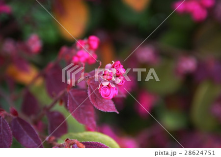 トキワマンサク トキワマンサク 28624751