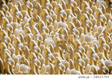 White mushroom White mushroom 28625704