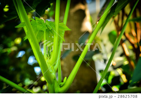 Top papya tree Top papya tree 28625708