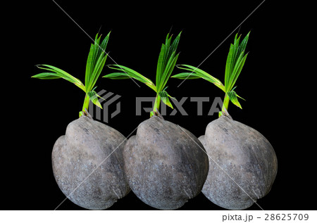 Coconut sprout 28625709