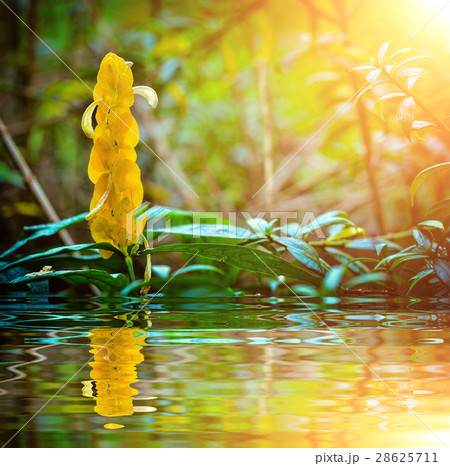 Golden Candle Plant 28625711