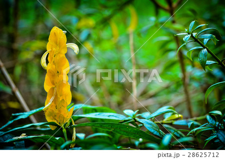 Golden Candle Plant 28625712