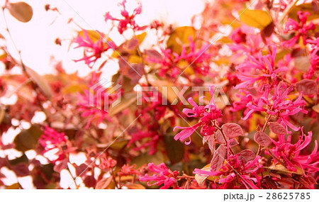 トキワマンサク 28625785