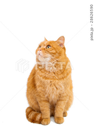 ginger cat isolated 28626590