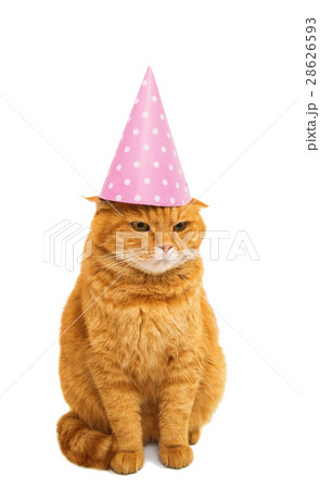 ginger cat isolated ginger cat isolated 28626593