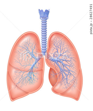 肺のイラスト素材