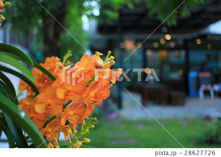 Yellow orchid grow beside the big tree 28627726