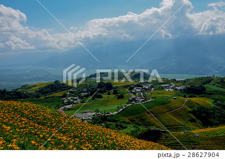 ニッコウキスゲ キスゲ デイリリー 28627904