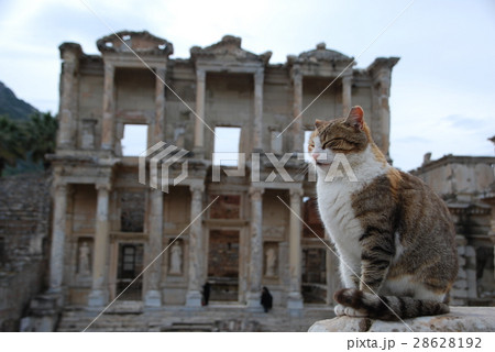 トルコ エフェソス遺跡 ケルスス図書館と猫の写真素材