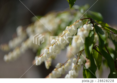 アセビの花 アセビの花 28628228