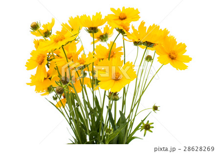 a bouquet of yellow flowers a bouquet of yellow flowers 28628269