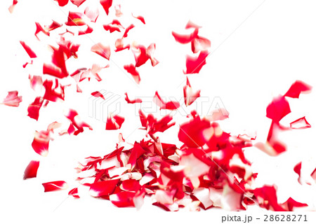 rose petals 28628271