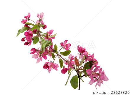 pink flowers on an apple-tree pink flowers on an apple-tree 28628320