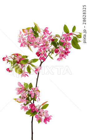 pink flowers on an apple-tree 28628325