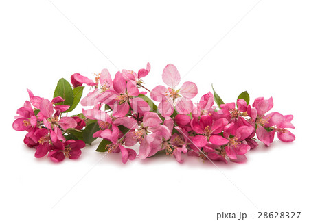 pink flowers on an apple-tree 28628327