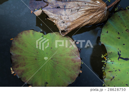 Leaves and flowers of lotus withered and dried Leaves and flowers of lotus withered and dried 28628750