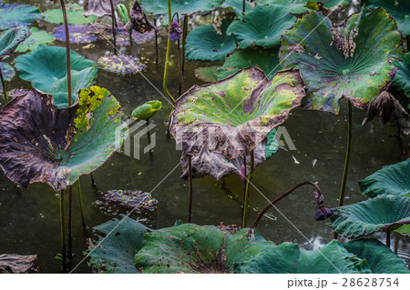 Leaves and flowers of lotus withered and dried 28628754