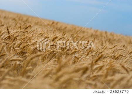 Field of wheat 28628779
