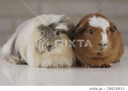 Guinea pigs breed Golden American Crested and Guinea pigs breed Golden American Crested and 28628931