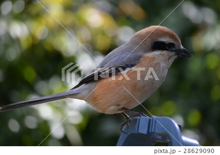 百舌鳥 百舌鳥 28629090