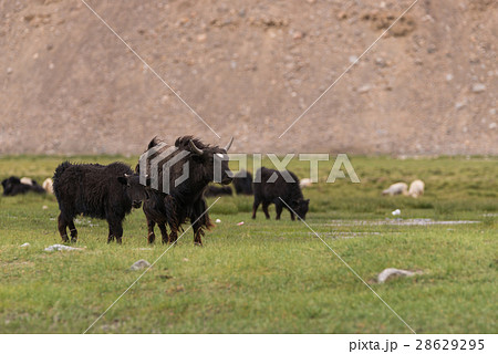 Wildlife Yak in field 28629295