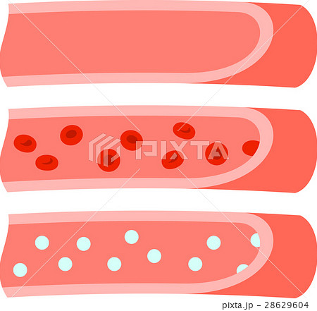 血管の断面と赤血球のイメージのイラスト素材