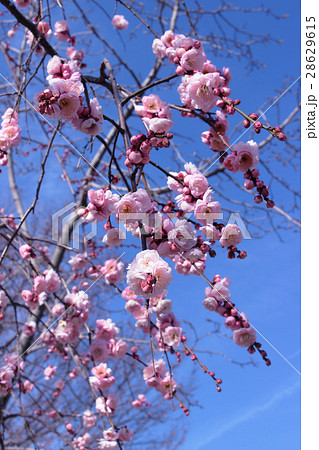 しだれ梅 28629615